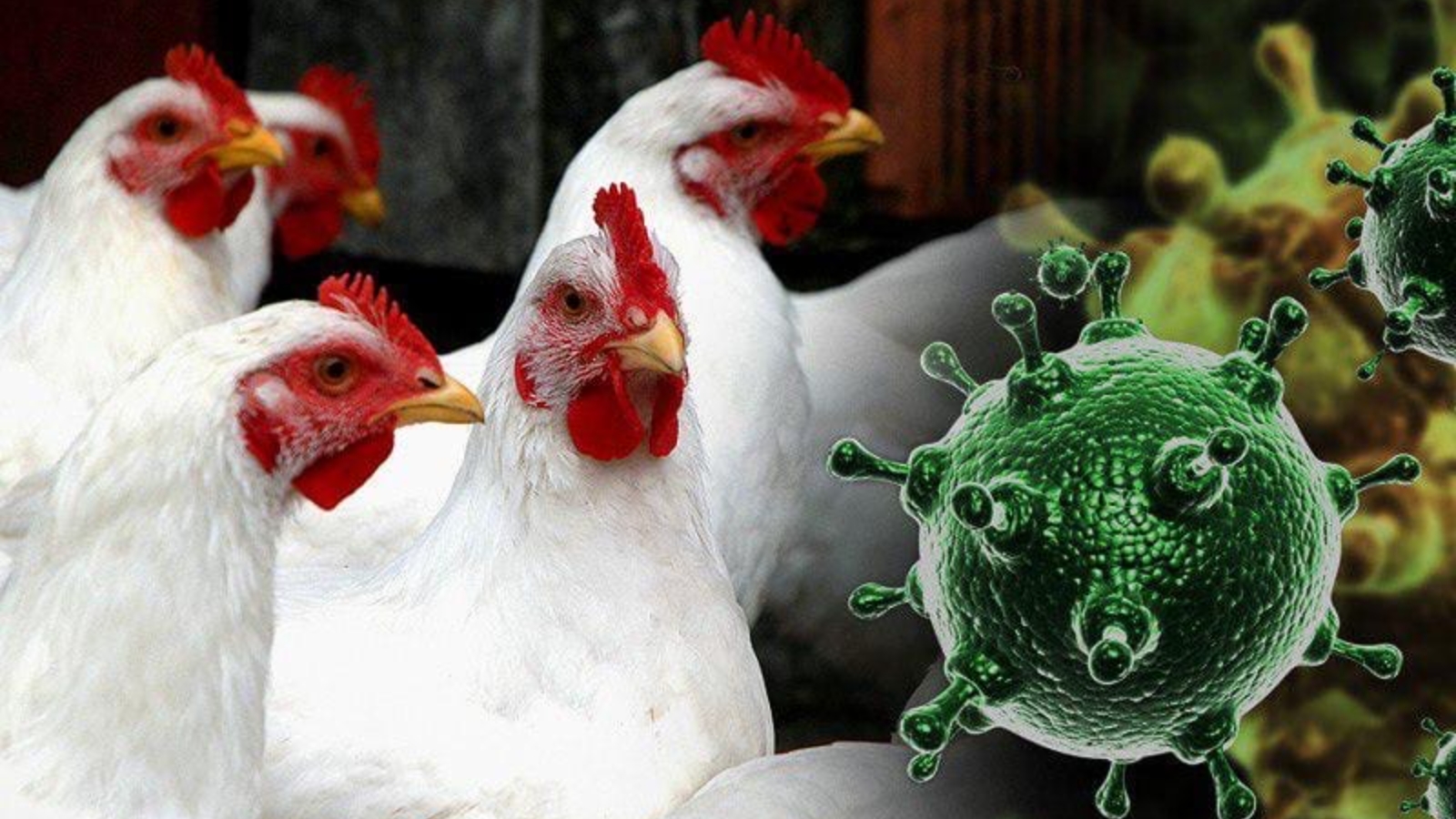 Памятка для населения «Меры по профилактике гриппа птиц».