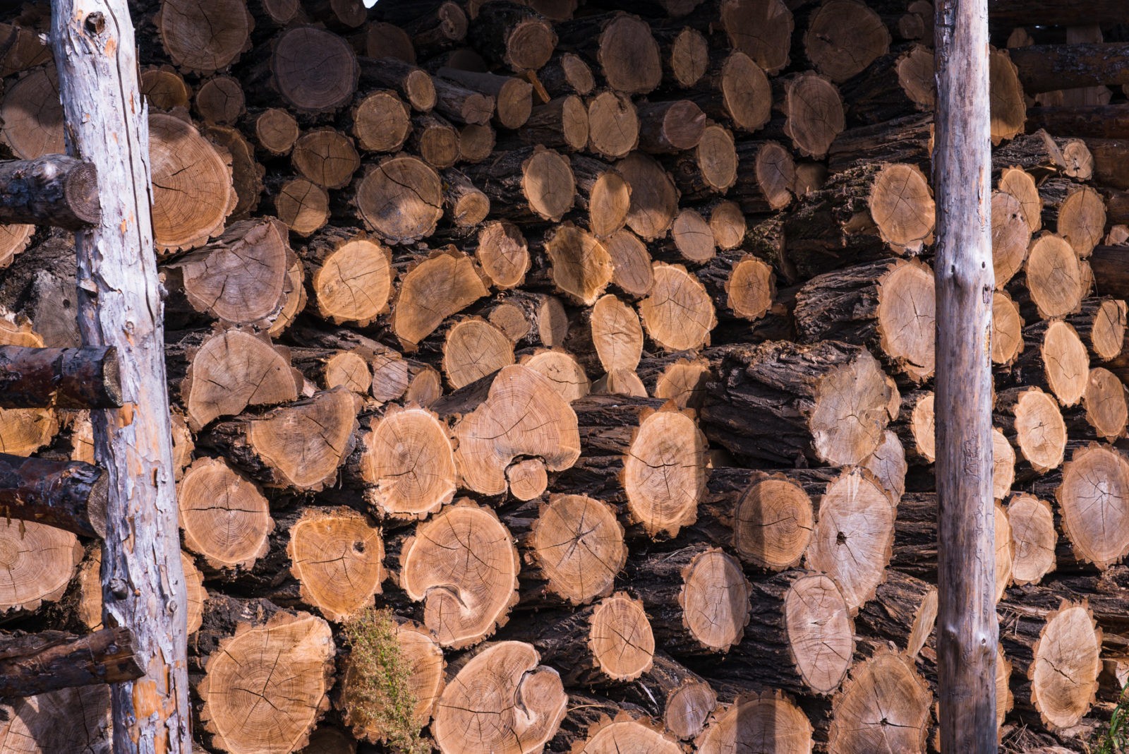 Информация по вопросу получения гражданами топливных дров для нужд отопления.