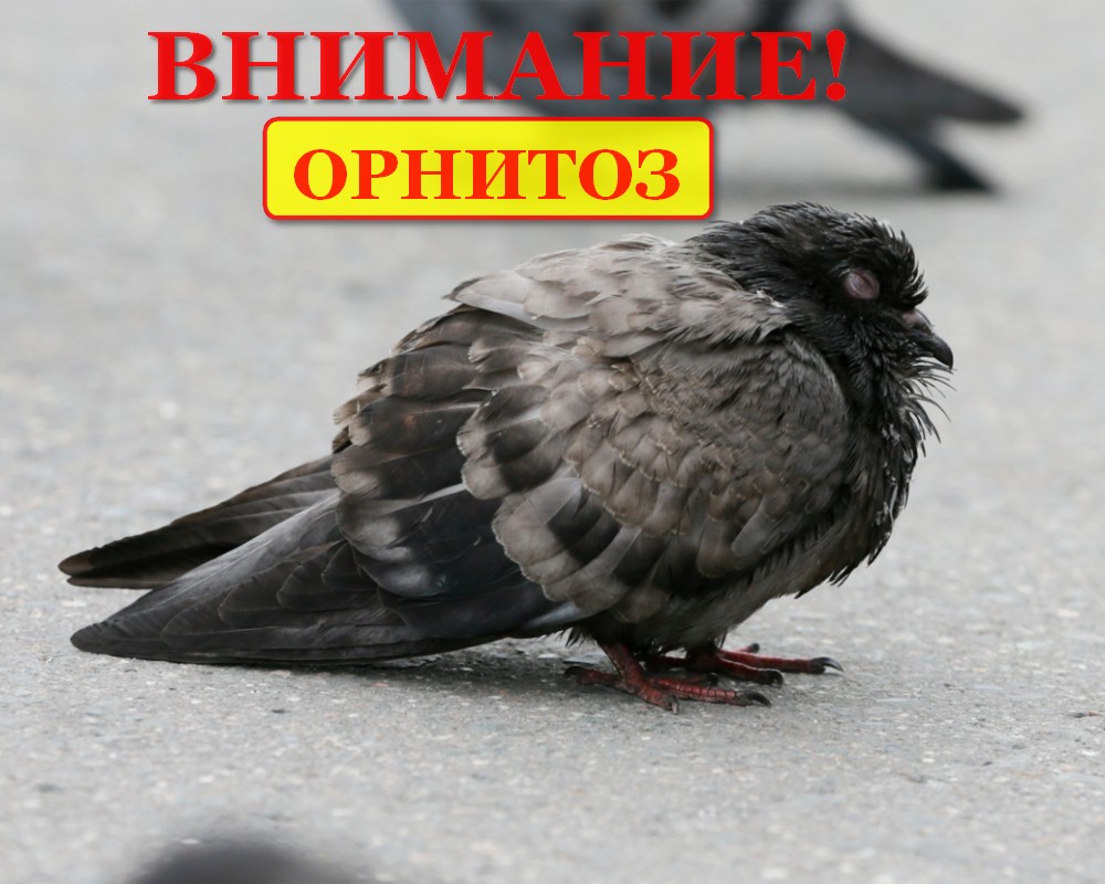 ПАМЯТКА по профилактике орнитоза птиц.