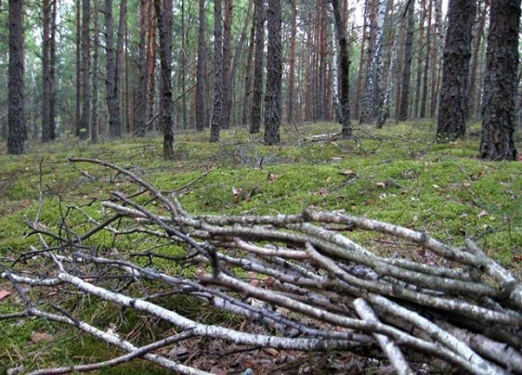 Памятка для руководства при осуществлении работ по заготовке и сборе валежника на землях лесного фонда для собственных нужд. Памятка для руководства при осуществлении работ по заготовке и сборе валежника на землях лесного фонда для собственных нужд.